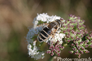 Eristalis arbustorum